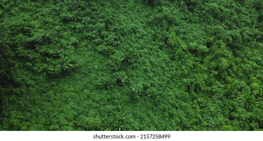 Top Aerial And Overhead View Of Dense Forest With Multiple Fruits And Vegetable Tress And Fresh And Green Leaves Of Papaya And Banana Fruit