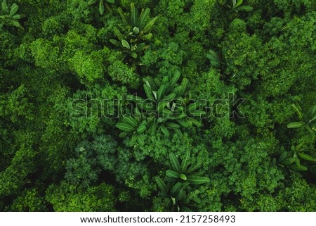 Top aerial and overhead view of dense forest with multiple fruits and vegetable tress and fresh and green leaves of papaya and banana fruit