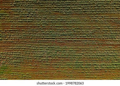 top aerial view of crop rows on a fertile agricultural field. aerial drone photo agricultural landscape. Horizontal view in perspective.