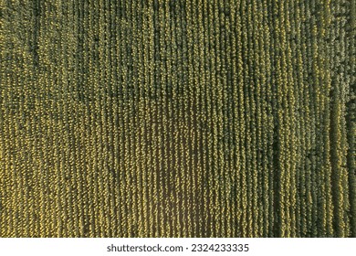 Top aerial view flying over sunflower plantation field just before sunset. Seasonal agriculture drone shots.