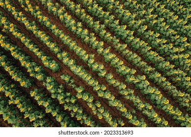 Top aerial view of sunflower plantation field just before sunset. Agriculture drone shots. 