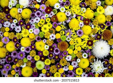 Top Angle And Close-up View Of Various Colorful Petals Of Chrysanthemum Flower On Water At A Garden Near Changwon-si, South Korea 
