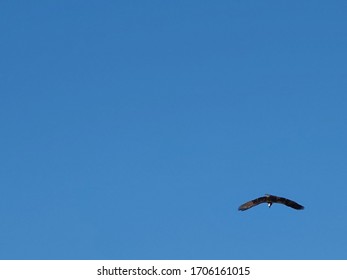 Top Angle Of A Hawk Diving For Its Prey.