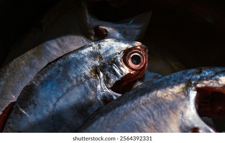 top angle view of fish