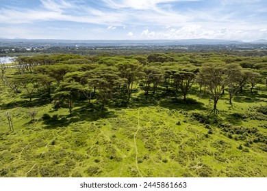 Top angle view on African savannah, naivasha national park, Kenya.