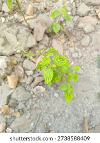 Top angle view of a small wild green plant with yellow patterned leaves growing in natural outdoor soil