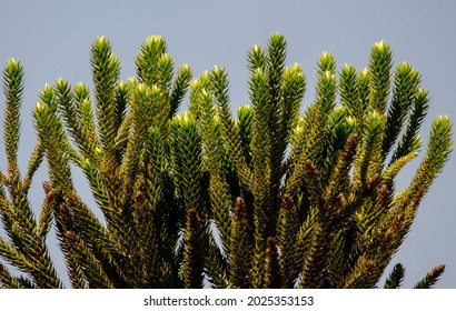 Top Of An Araucaria Tree