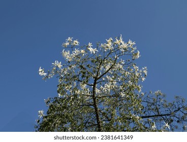 Top branch of a white flowering floss silk tree (Ceiba speciosa), is a deciduous tree native to the tropical and subtropical forests of South America. - Shutterstock ID 2381641349