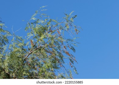 Top Branches Of A Peruvian Pepper Tree