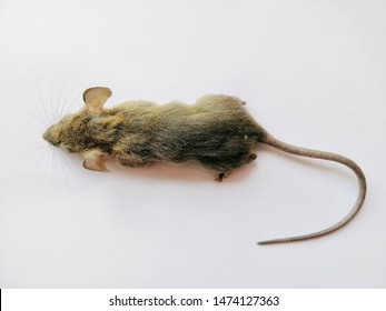 Top View​ Of​ Brown Rat Isolated On​ White​ Background​