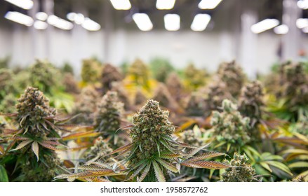 top of cannabis ruderalis plants in science lab for making medicine and herb product in landscape banner