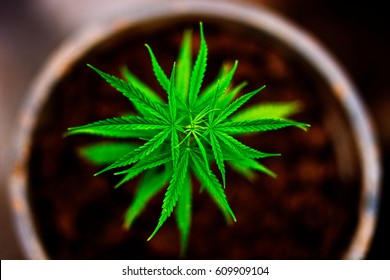 Top Of Cannabis Tree, Cannabis Leaf With Blur Background