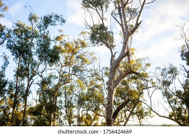 Top Canopy Of Eucalyptus Forest In Australian Bush