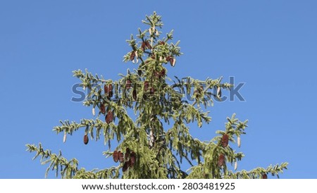 The top crown of a green tree filled with brown pine cones against a clear blue sky.Evergreen fir tree branches.
