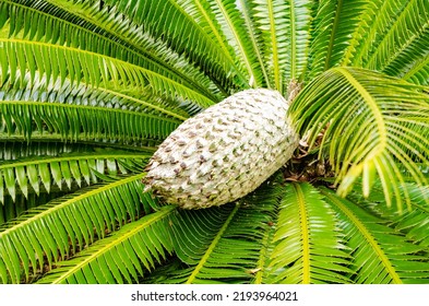 The Top Of A Cycad Palm With Huge Fruit And Gorgeous Leaves