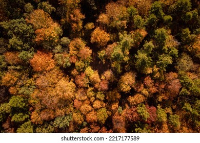 Top Down Aerial Drone View Of Autumn Forest. Bird's Eye View Fall Woodland. Drone Fly Over Colorful Foliage, Trees. Lesser Poland Voivodeship, Poland. Ostrysznia Gorge In Dlubnia Valley.