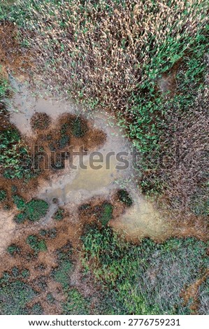 Top down aerial image capturing a small reflective puddle of trapped marsh water completely encircled by dense brown and green wetland foliage.
