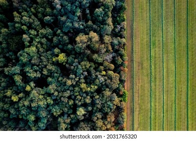 Top down aerial view of forest with farmland next to it and a clear divide between the tree tops and cultivated crop meadow. Dutch agriculture landscape seen from above.