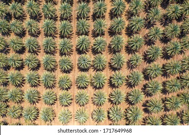 Top Down Aerial View Of A Large Date Palms Plantation In The Desert.