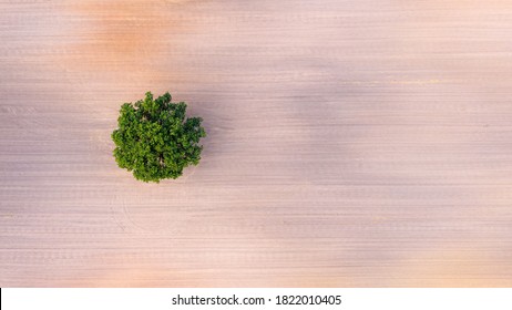 Top Down Aerial View On A Lone Tree In The Middle Of A Cultivated Field, Field With Tractor Tracks, Copy Space