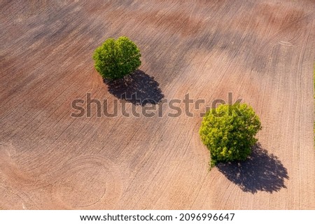 top down aerial view on a two trees in the middle of a cultivated field, field with tractor tracks, copy space