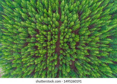 Top Down Aerial View Of Rows Of Pine Tree Tops