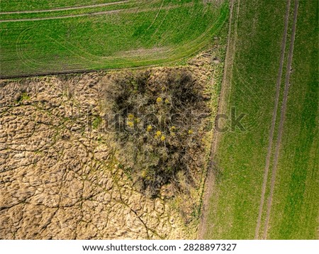Top down aerial view of small copse with mistletoe (Viscum album) between green agricultural fields in Havelland near Wustermark Brandenburg Germany