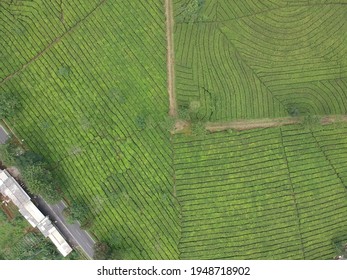 Top Down Aerial View Of Tea Plantation In Lembang, Indonesia