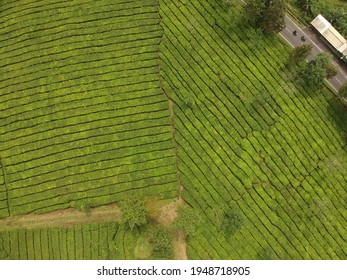 Top Down Aerial View Of Tea Plantation In Lembang, Indonesia