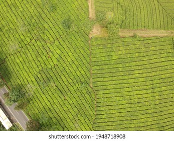 Top Down Aerial View Of Tea Plantation In Lembang, Indonesia