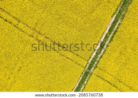 Top down aerial view of yellow colza field crossed by road