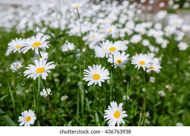 Top Down Beautiful Field Green Grass Stock Photo 436763938 | Shutterstock