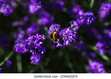 A Top Down Close Up Portrait Of A Purple Lavender Flower With A Bumblebee Hanging On The Side Of It Part Of A Big Bush Standing. The Insect Is Collecting Pollen.