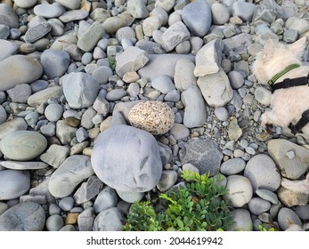 The Top Down, Close Up Of Various Types Of Rocks. There Is A White Westie Dog On A Leash And Harness That Is Digging Through The Pebbles And Sniffing Around.