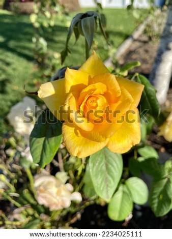 The top down, close up view of a blooming hybrid tea rose. The yellow flower is surrounded with other budding blooms.