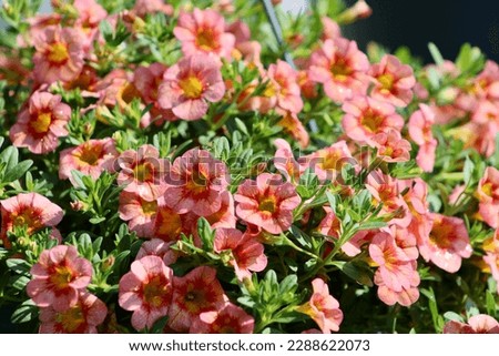 The top down, close up view of blooming Calibrachoas. The tiny flowers are a mixed shade of pink with the petals getting gradually lighter.