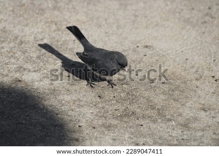 The top down, close up view of a dark eyed junco that is foraging along the ground feeding on fallen sunflower seeds.