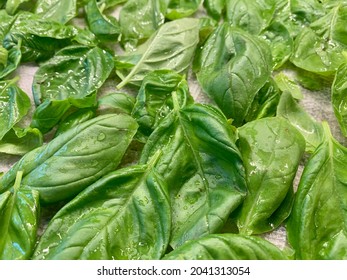 The Top Down, Close Up View Of Freshly Picked Basil That Is Wet From Being Washed. The Herbs Are Laid Out On A Paper Towel To Dry.