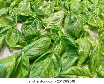 The Top Down, Close Up View Of Freshly Picked Basil That Is Wet From Being Washed. The Herbs Are Laid Out On A Paper Towel To Dry.