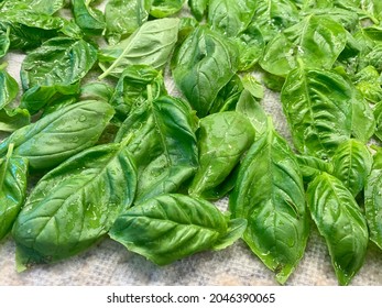 The Top Down, Close Up View Of Freshly Picked Basil That Is Wet From Being Washed. The Herbs Are Laid Out On A Paper Towel To Dry.