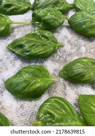 The Top Down, Close Up View Of Freshly Picked Basil That Is Wet From Being Washed. The Herbs Are Laid Out On A Paper Towel To Dry.