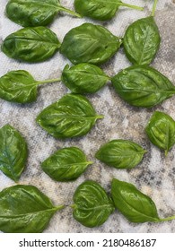 The Top Down, Close Up View Of Freshly Picked Basil That Is Wet From Being Washed. The Herbs Are Laid Out On A Paper Towel To Dry.