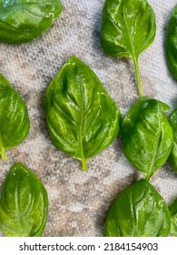 The Top Down, Close Up View Of Freshly Picked Basil That Is Wet From Being Washed. The Herbs Are Laid Out On A Paper Towel To Dry.