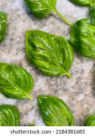 The Top Down, Close Up View Of Freshly Picked Basil That Is Wet From Being Washed. The Herbs Are Laid Out On A Paper Towel To Dry.