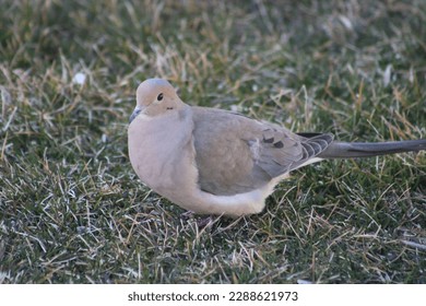 The top down, close up view of a mourning dove walking along a cement path.