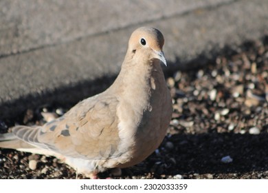 The top down, close up view of a mourning dove walking along a cement path.