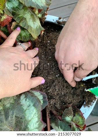 The top down, close up view of someone replanting a Rex Begonia plant into a new flower pot. One person is holding back the leaves and the other is pouring in new soil.