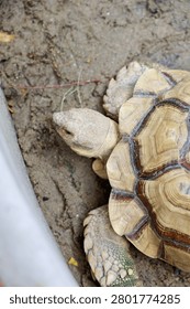 Top down close up view of a Sulcata tortoise resting on sandy dirt ground.