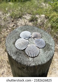 The Top Down, Close Up View Of A Wooden Beam Full Of Beautiful Scallop Seashells That Were Collected At The Beach In The Distance.