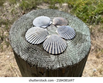 The Top Down, Close Up View Of A Wooden Beam Full Of Beautiful Scallop Seashells That Were Collected At The Beach In The Distance.